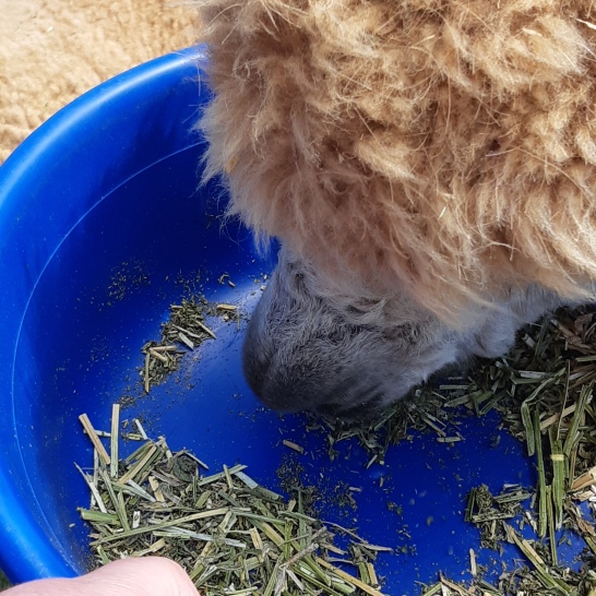 Hand feeding Alpacas